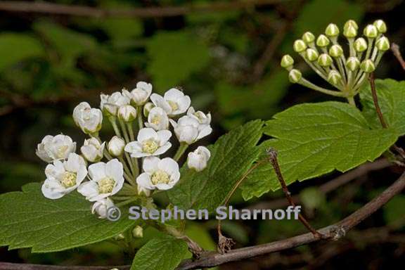 spirea blumei 3 graphic